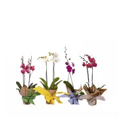 Floral-Atelier_0000_Orquideas Phalenopsis sin matera